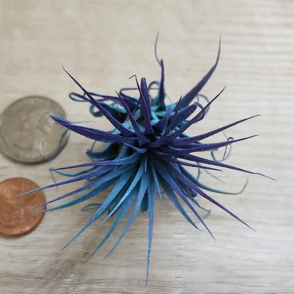 Small Blue Purple Preserved Airplant Tillandsia Decorative Botanical Accent